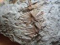 Asterophyllites Equisetiformis  Spain. Uploaded by Granotius